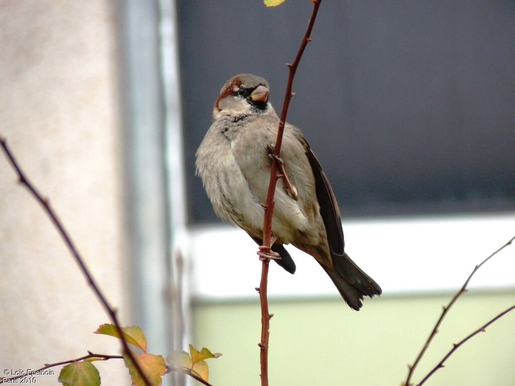 Moineau domestique