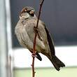 Moineau domestique