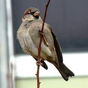 House Sparrow