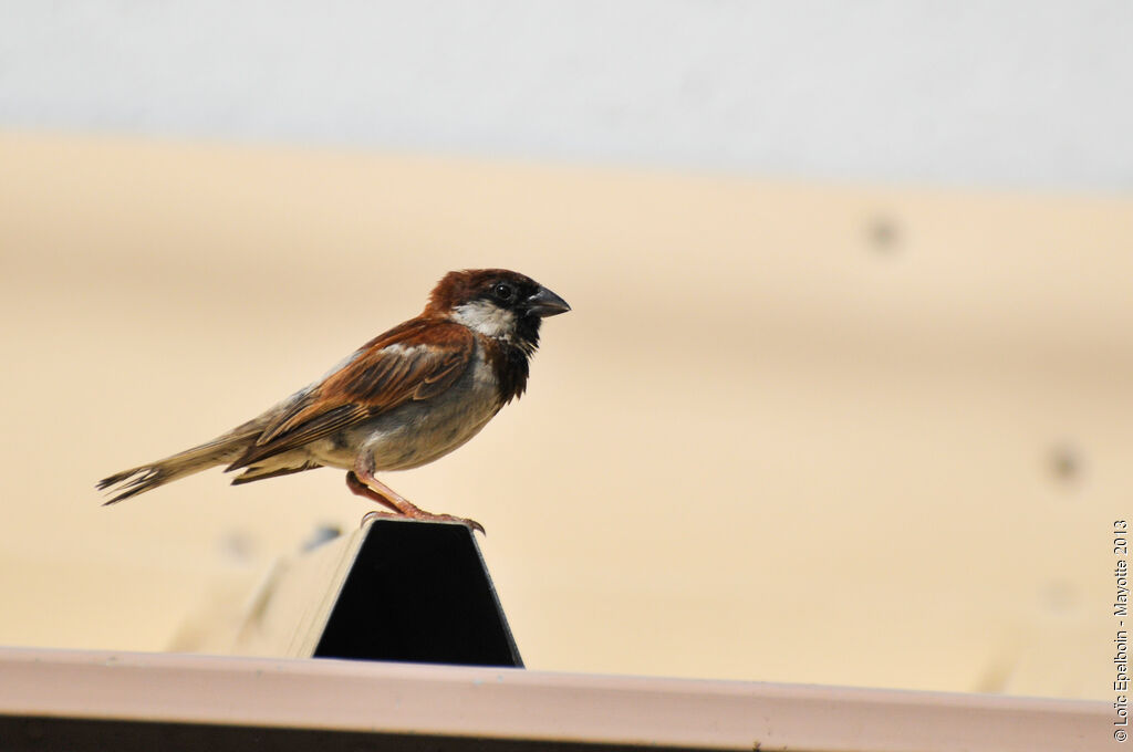 Moineau domestique