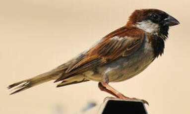 Moineau domestique