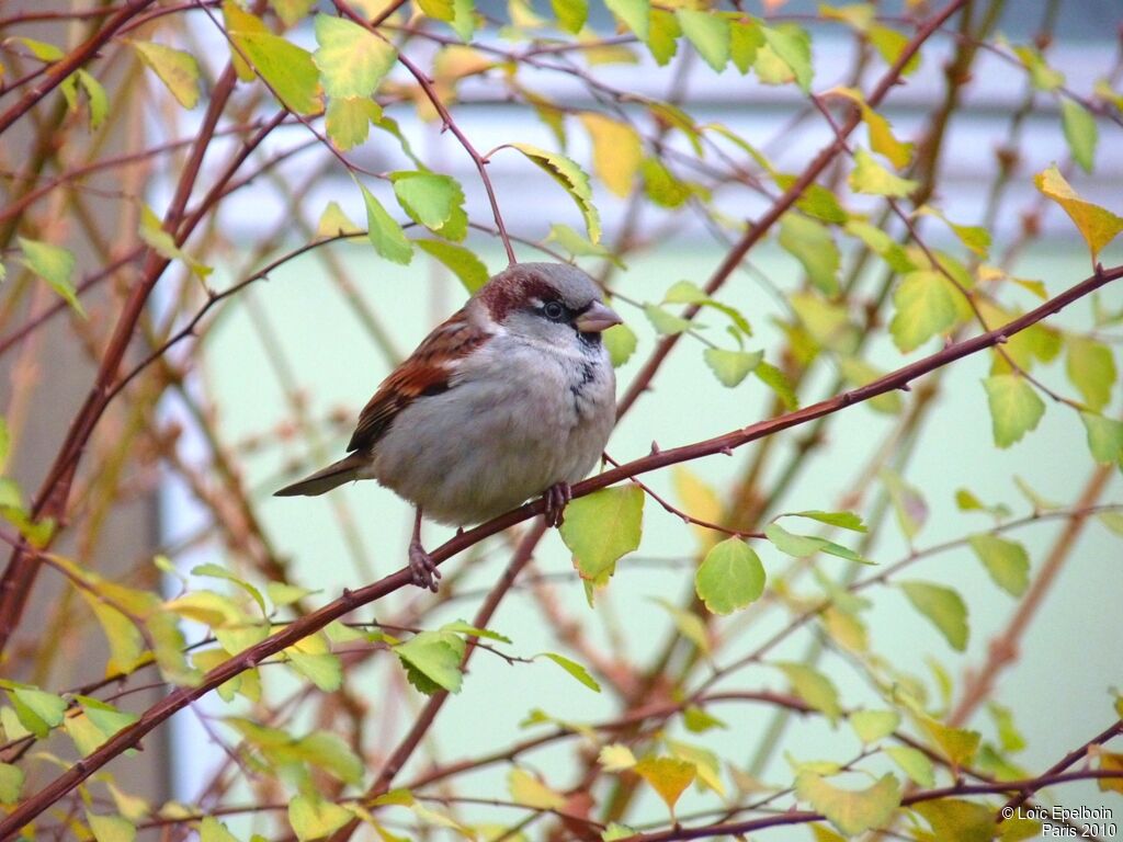 House Sparrow