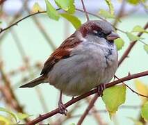 House Sparrow