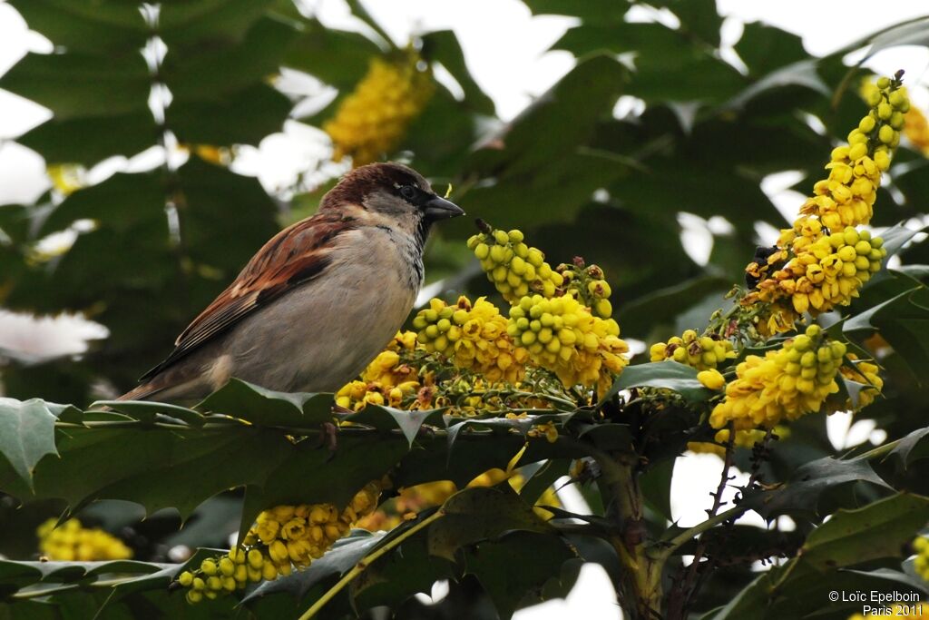 House Sparrow