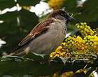 Moineau domestique