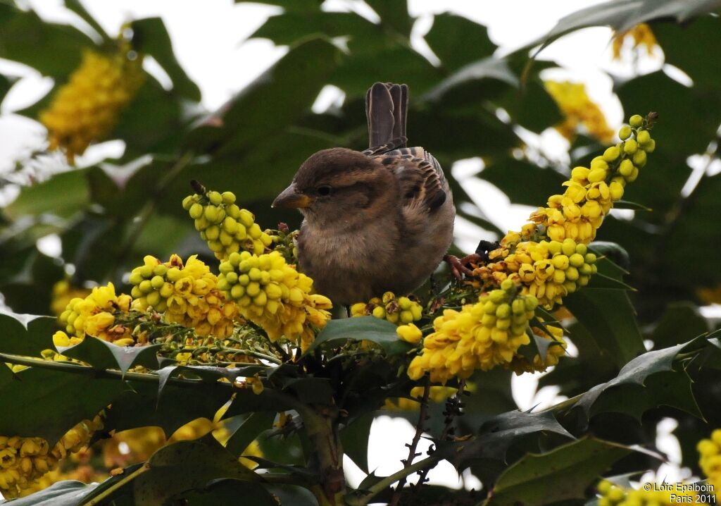 Moineau domestique