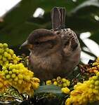 Moineau domestique