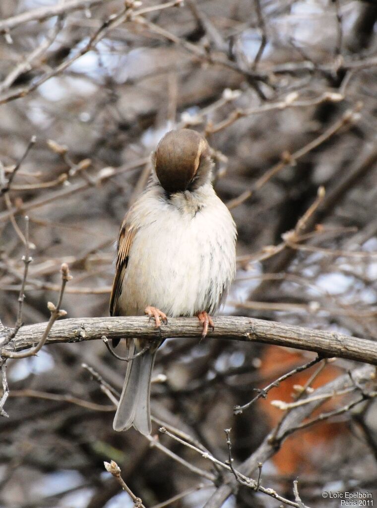 House Sparrow