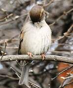 House Sparrow