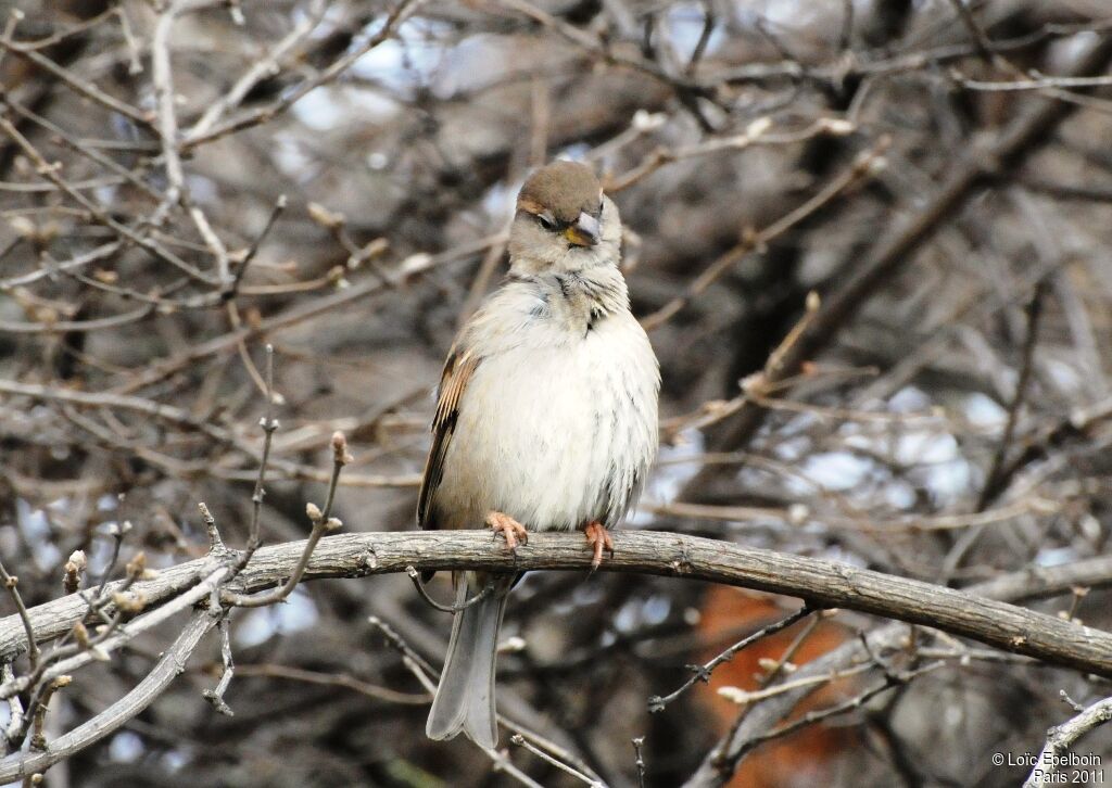 House Sparrow