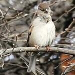 Moineau domestique