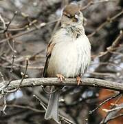 Moineau domestique