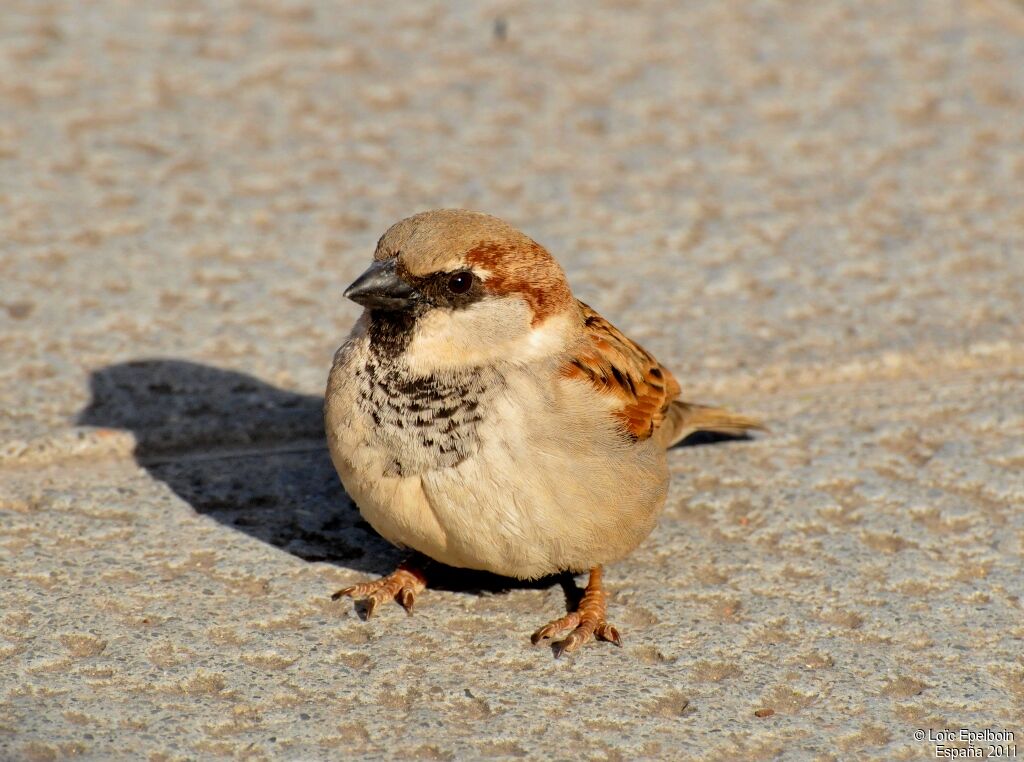 Moineau domestique