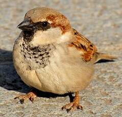 Moineau domestique