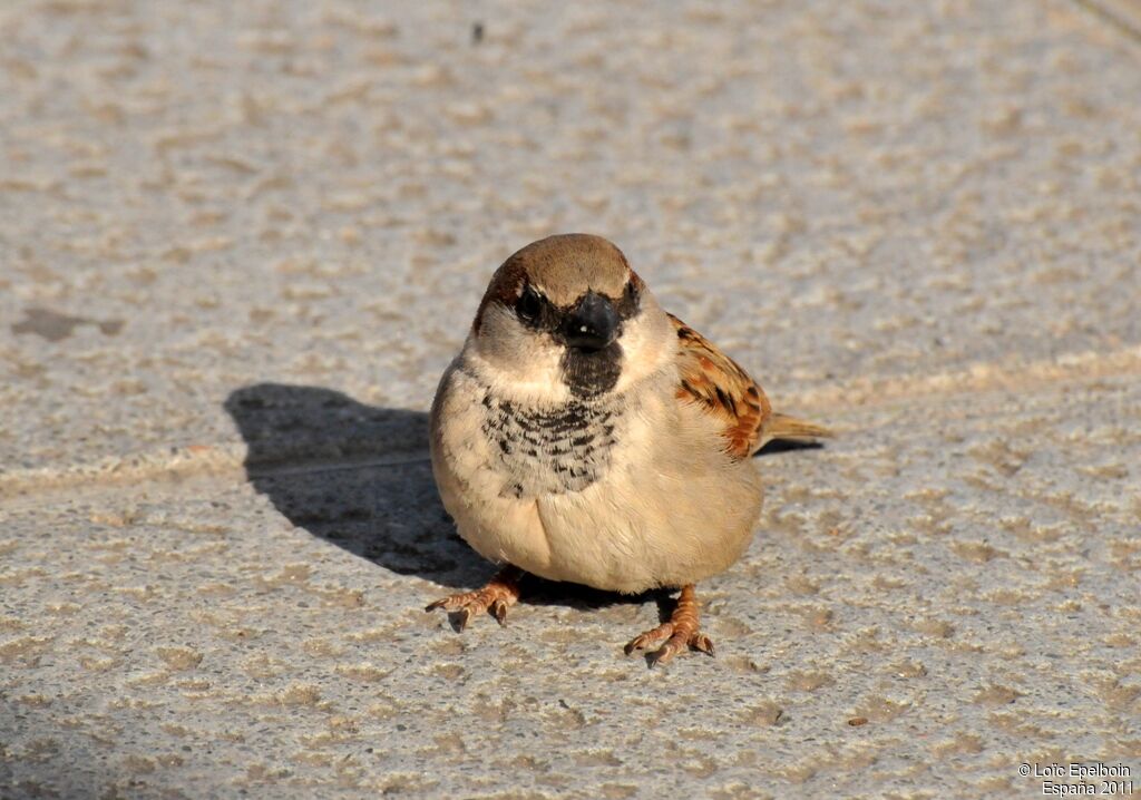 Moineau domestique