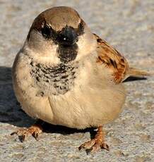 Moineau domestique