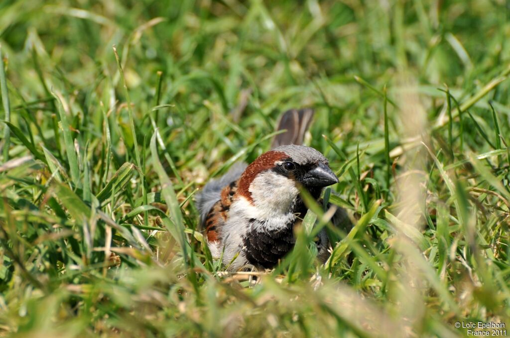 House Sparrow