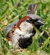 House Sparrow