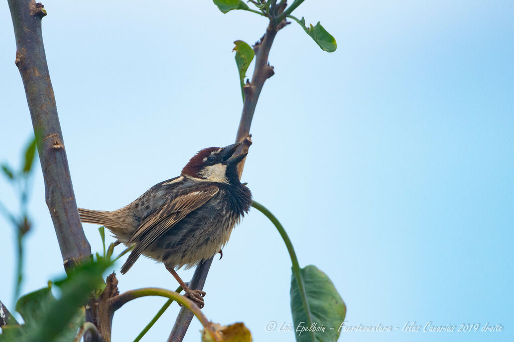 Moineau espagnol