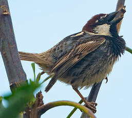 Moineau espagnol