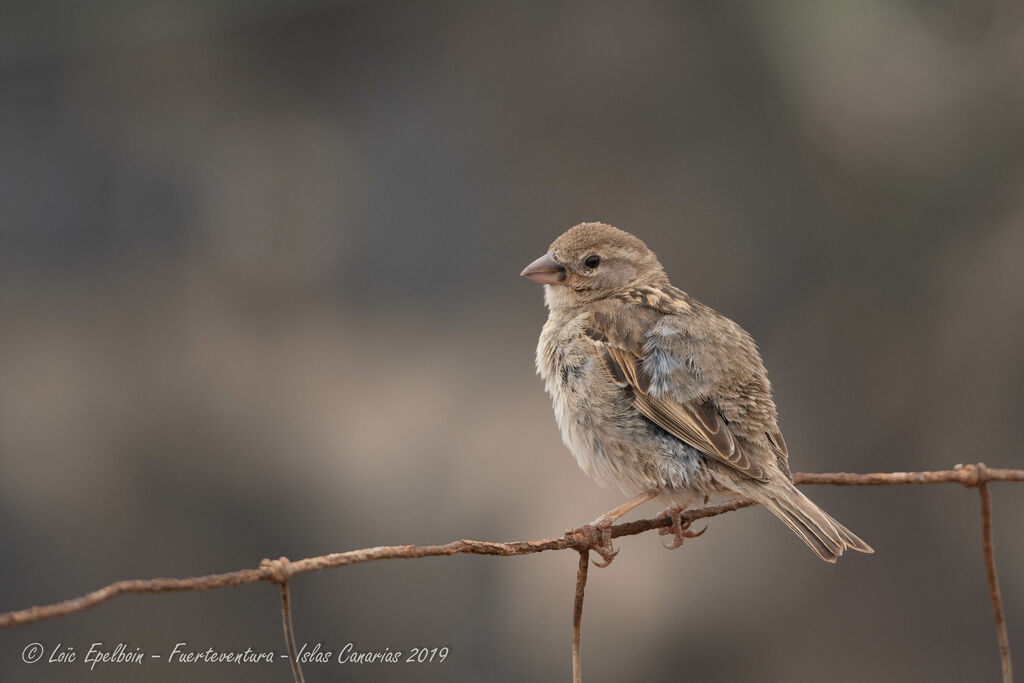 Spanish Sparrow