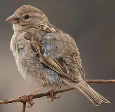 Moineau espagnol