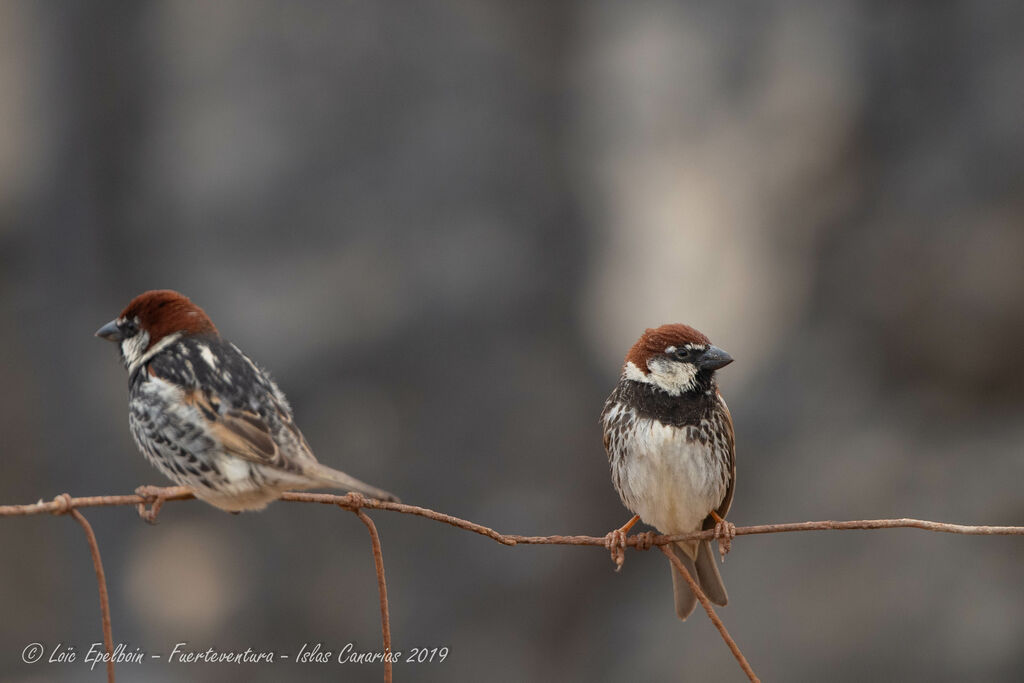 Spanish Sparrow