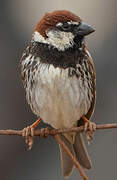 Spanish Sparrow