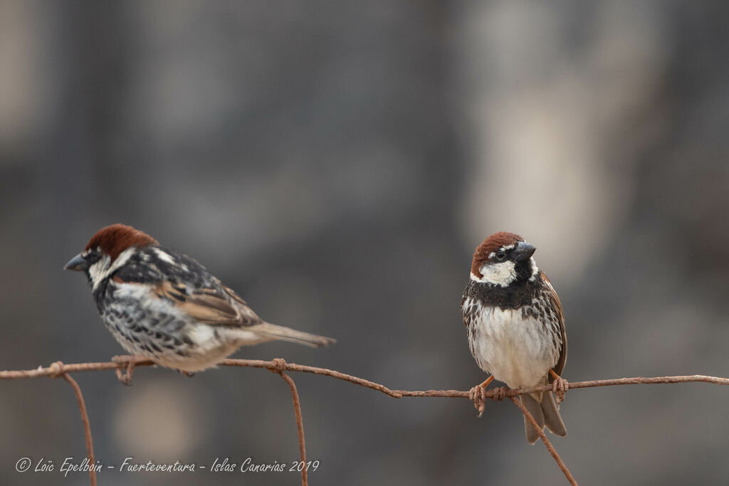 Spanish Sparrow