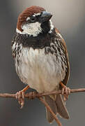 Spanish Sparrow