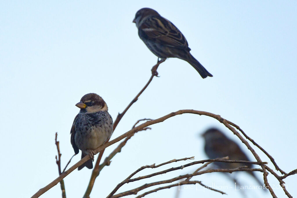 Spanish Sparrow