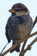 Spanish Sparrow