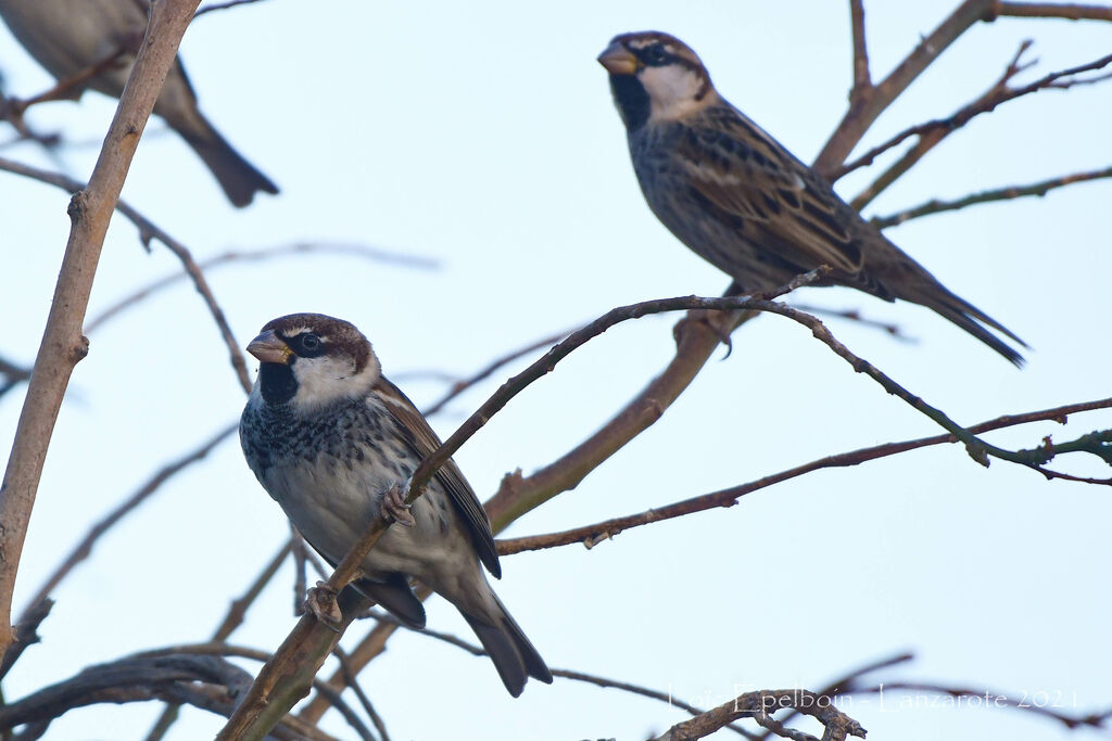 Spanish Sparrow