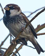 Spanish Sparrow