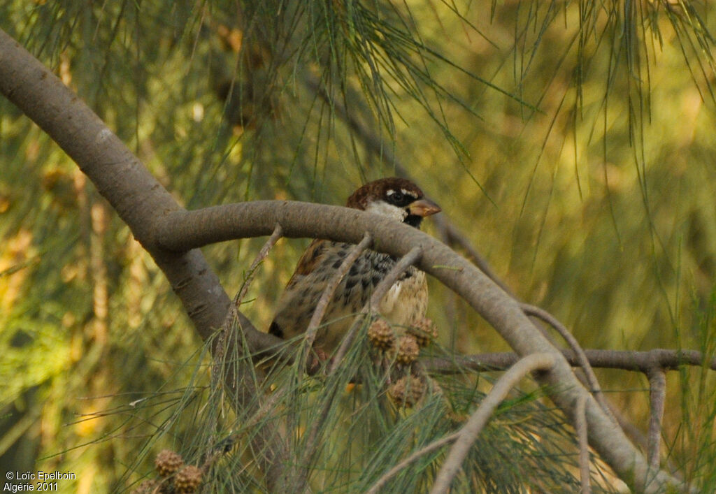 Moineau espagnol