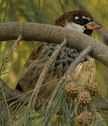 Spanish Sparrow