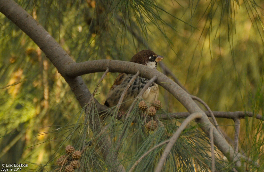 Moineau espagnol