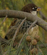 Moineau espagnol