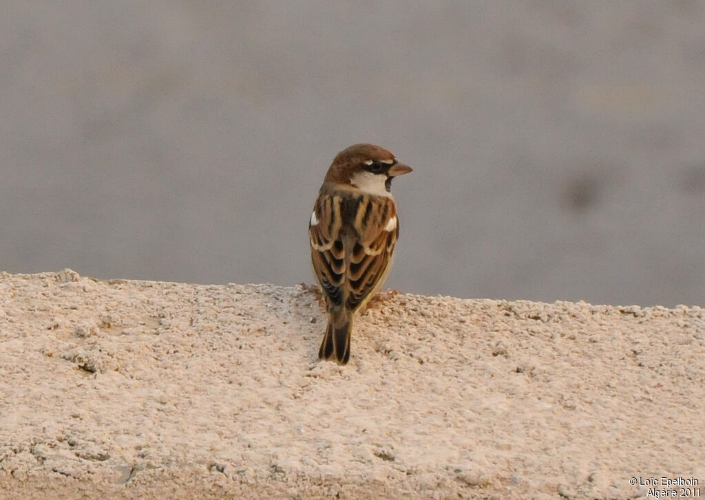 Spanish Sparrow