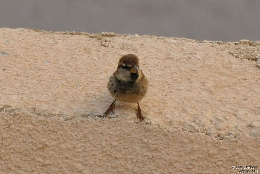 Moineau espagnol