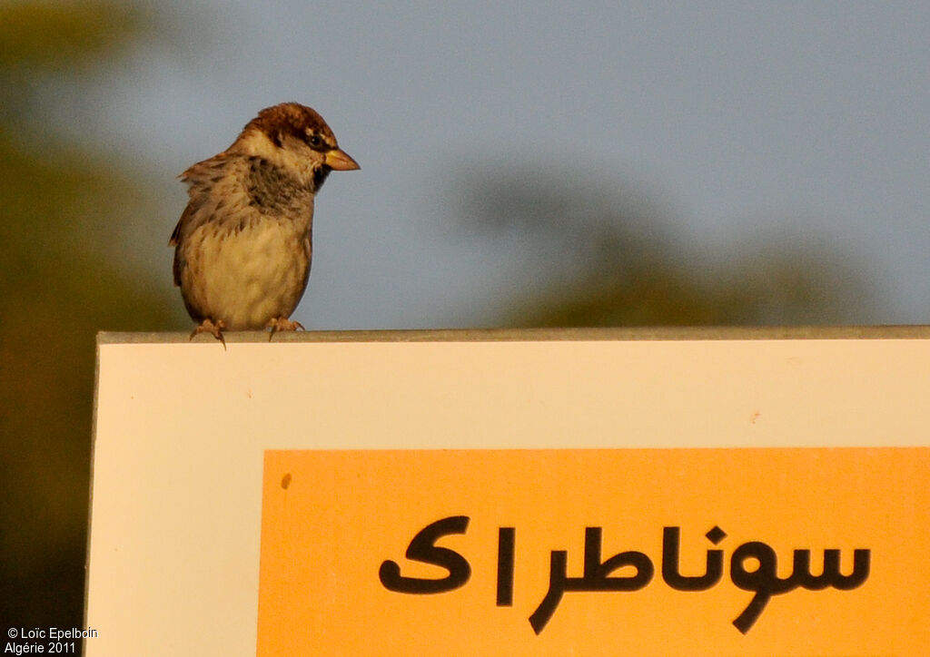 Moineau espagnol