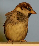 Spanish Sparrow