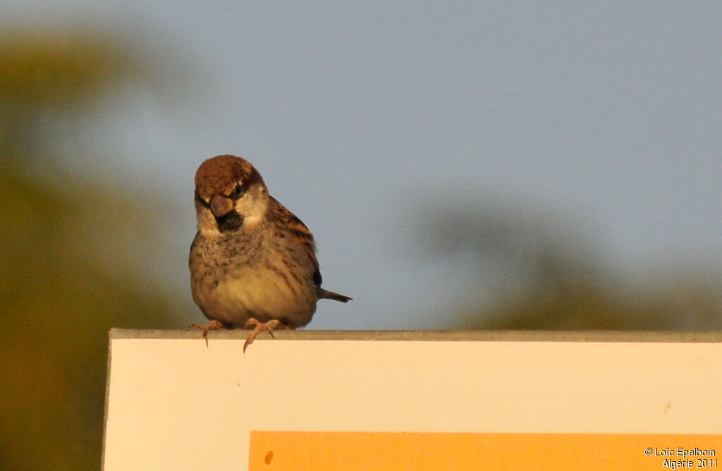 Spanish Sparrow