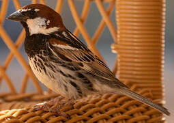 Spanish Sparrow