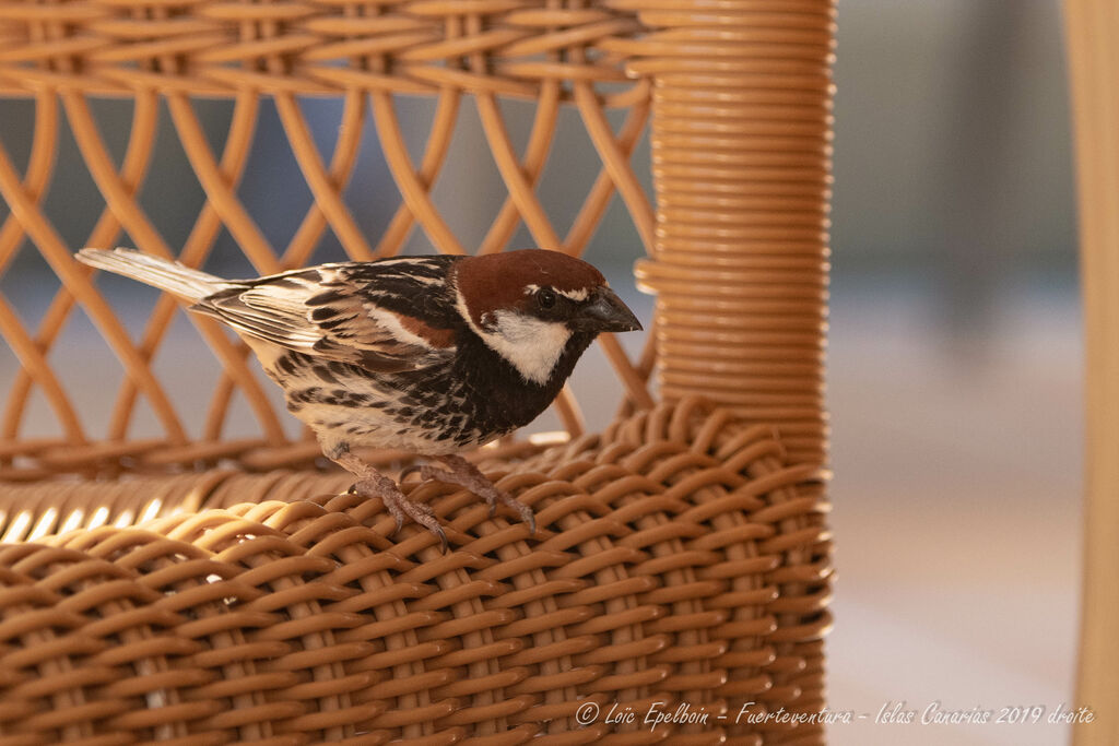 Spanish Sparrow