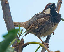 Spanish Sparrow