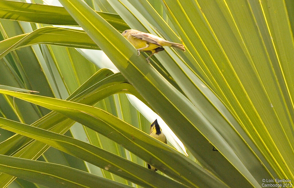 Moineau flavéole