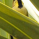Moineau flavéole
