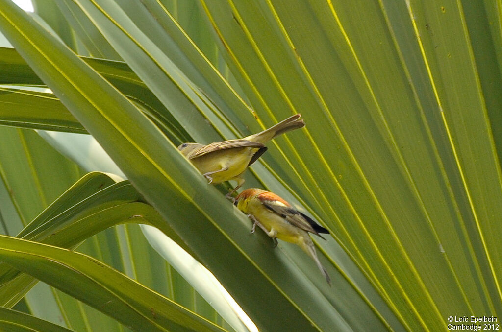 Moineau flavéole