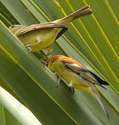 Plain-backed Sparrow